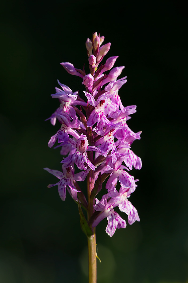 Dactylorhiza maculata