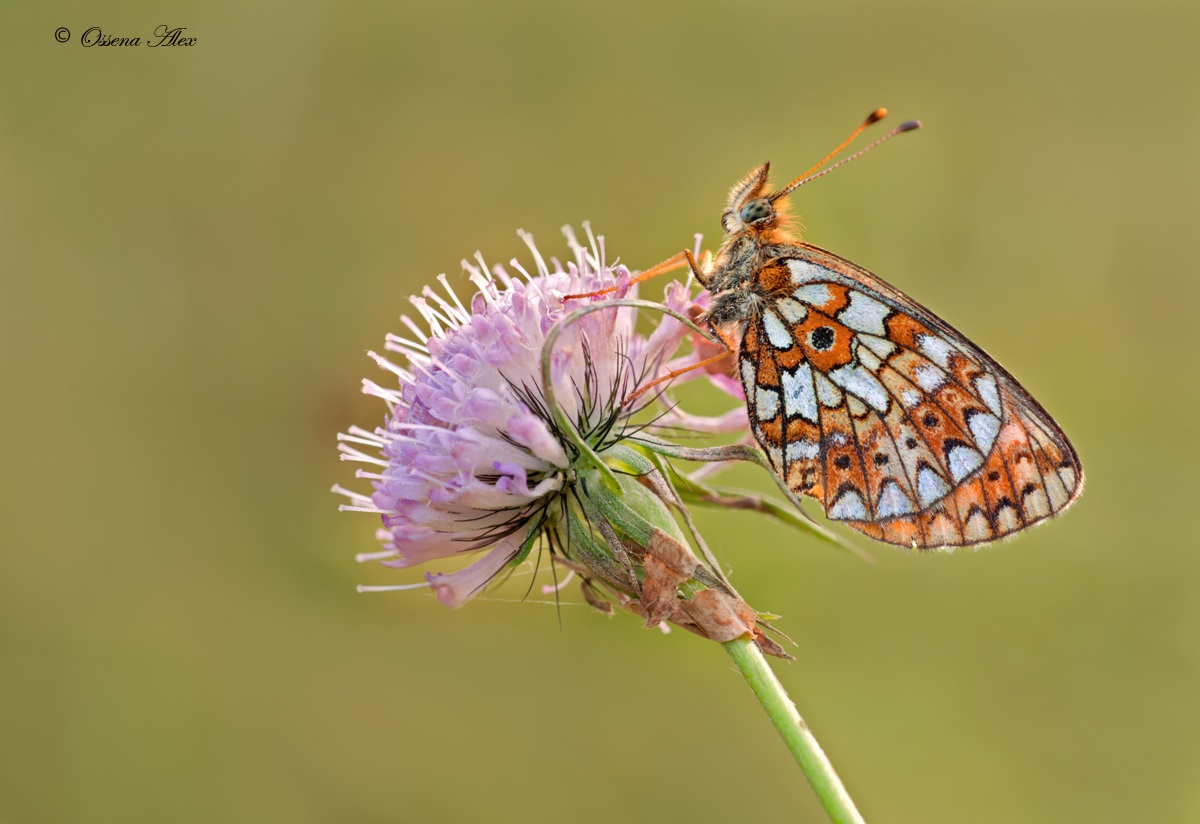 Boloria selene
