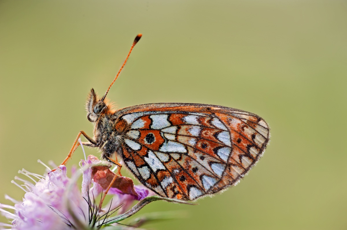 Boloria selene