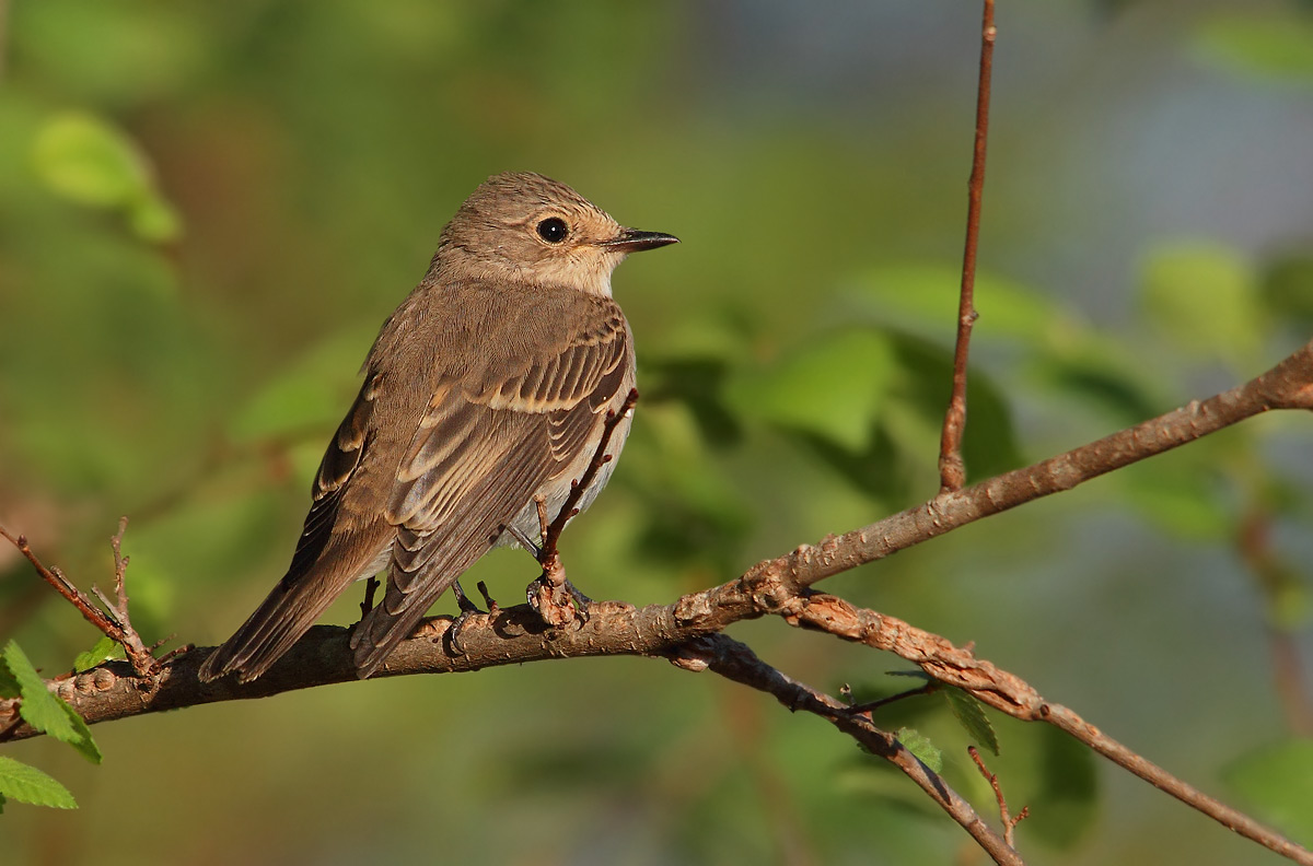 flycatcher