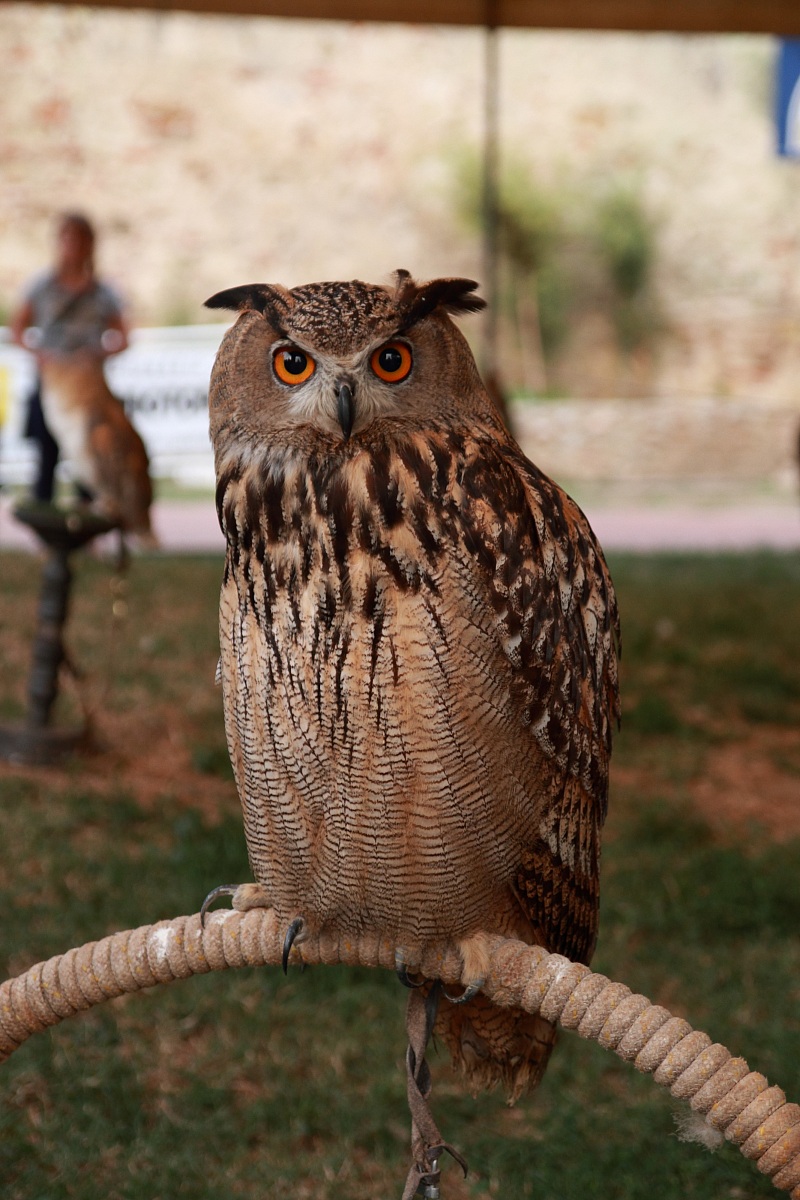 Owl on a leash, falconers in jail.