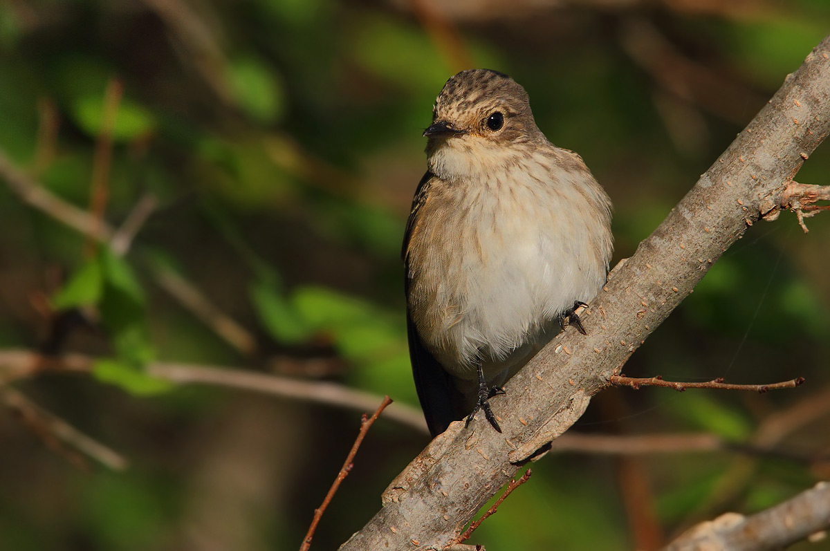 flycatcher