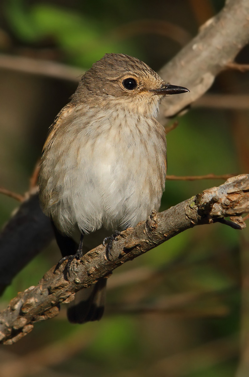 flycatcher