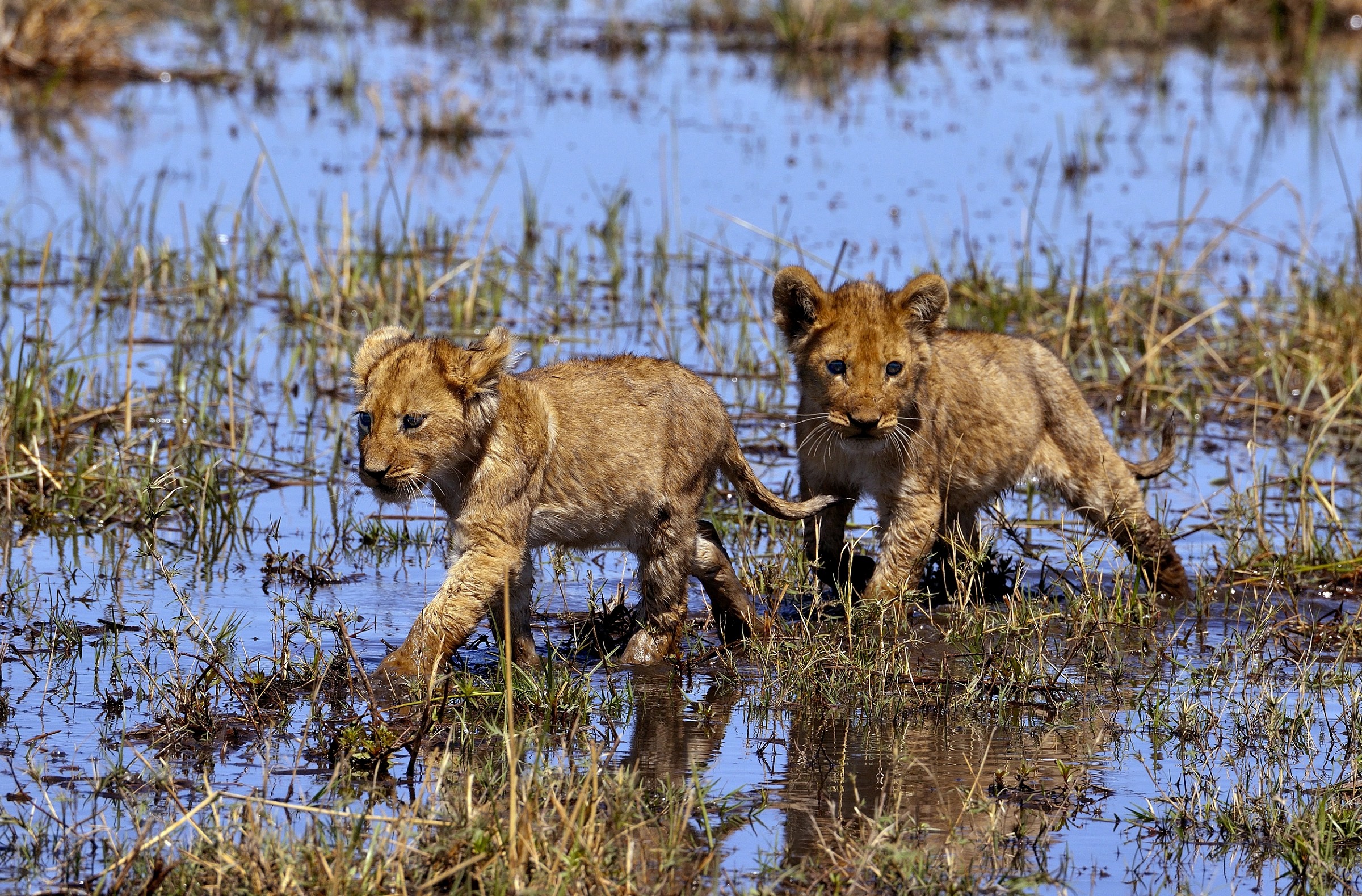 ...di corsa a casa...