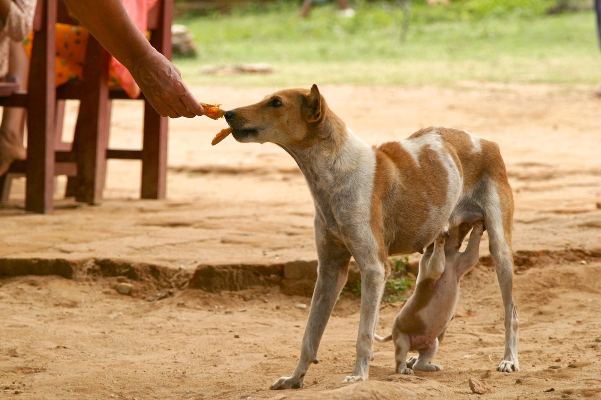 Catena alimentare...