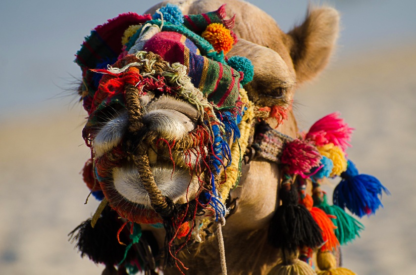 Portrait della stanchezza