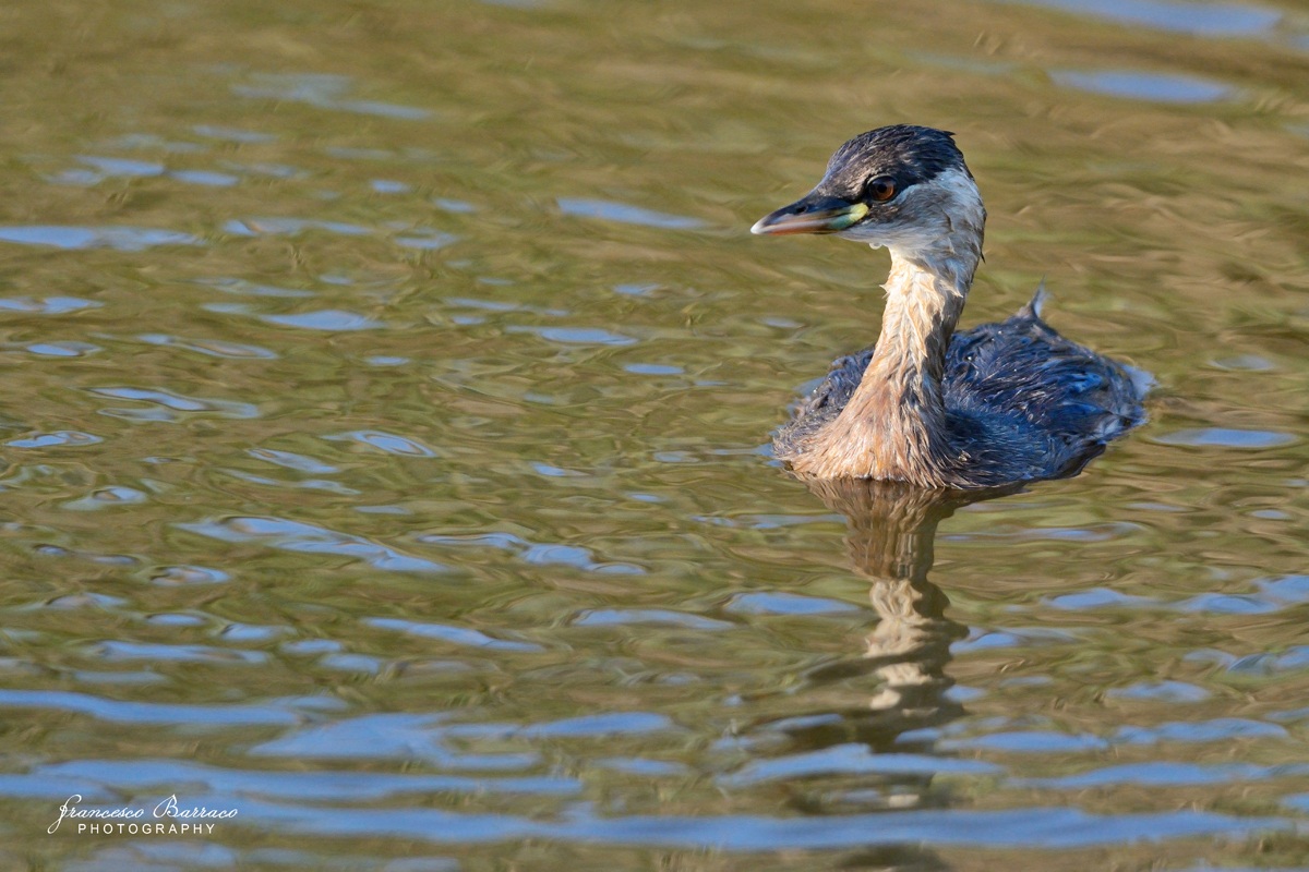 Little Grebe