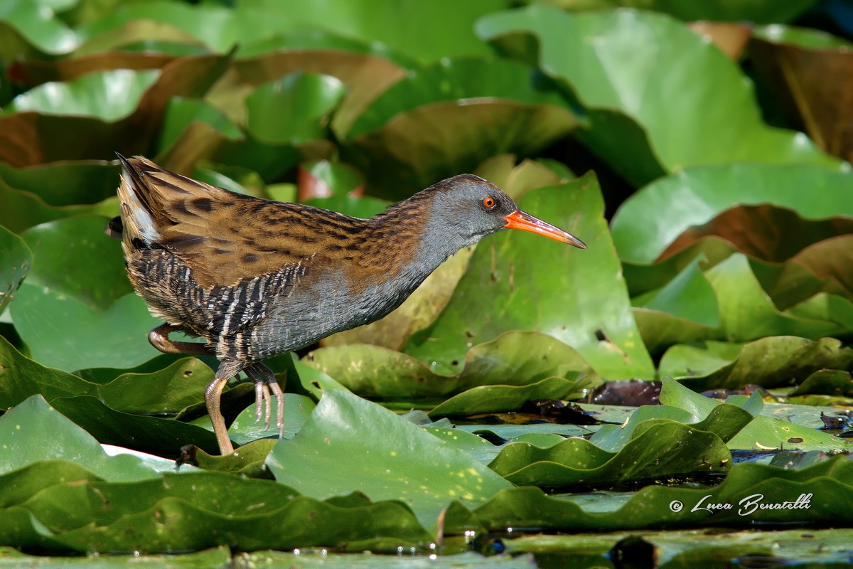 Rallus aquaticus & Nymphaea