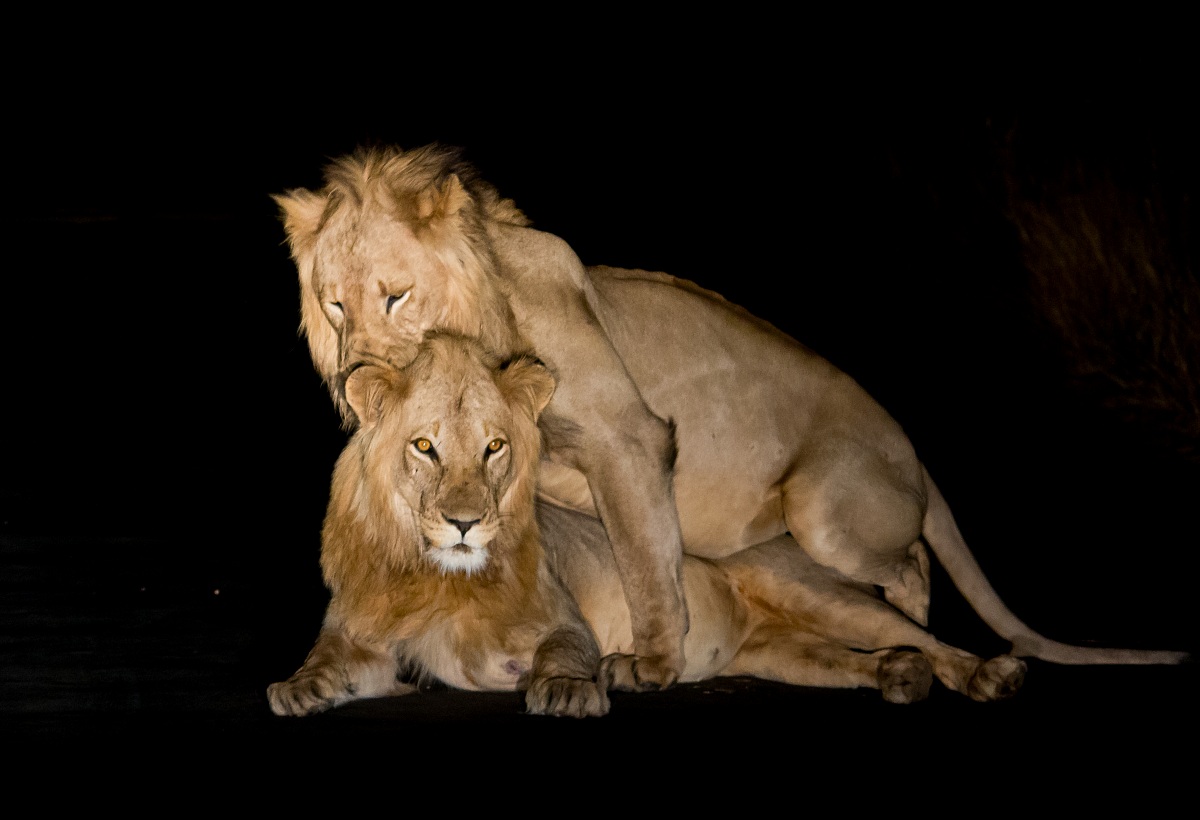 THe King is gay! long live the king