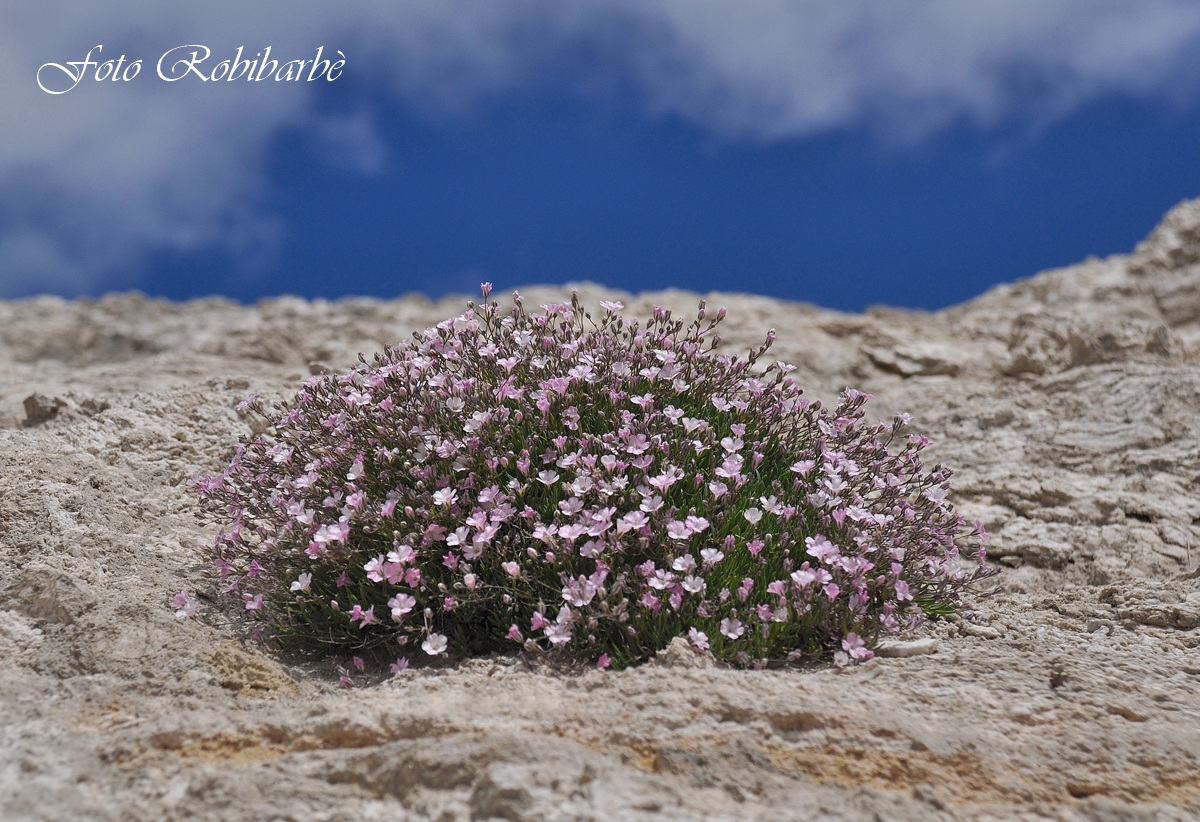 Gipsofila strisciante.....