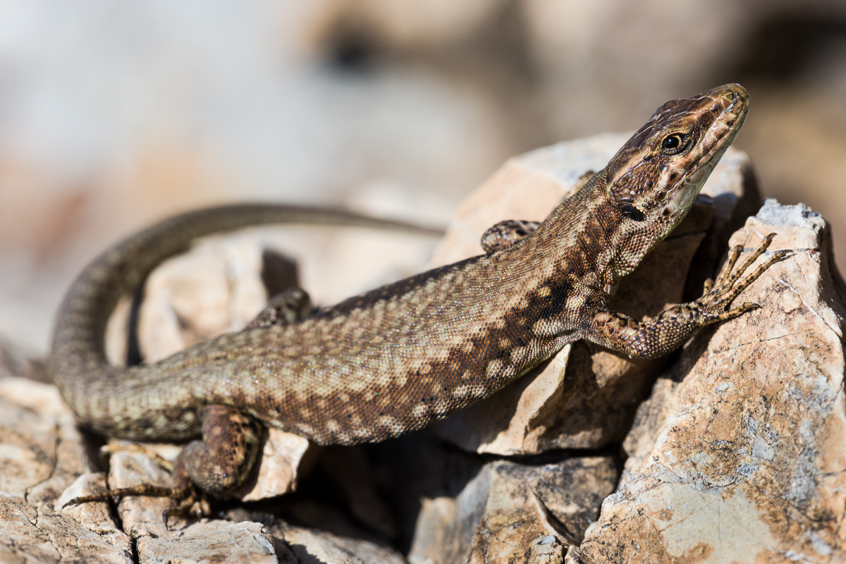 Wall lizard ...