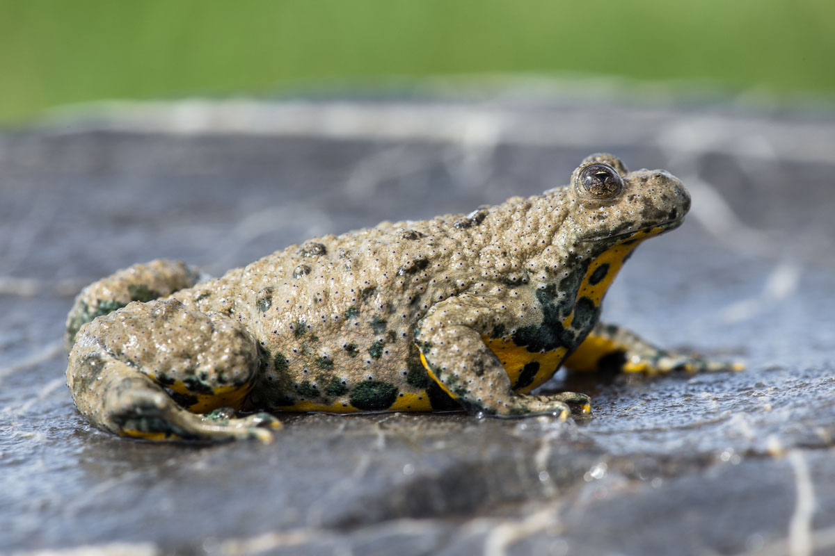 Yellow-bellied toad ...