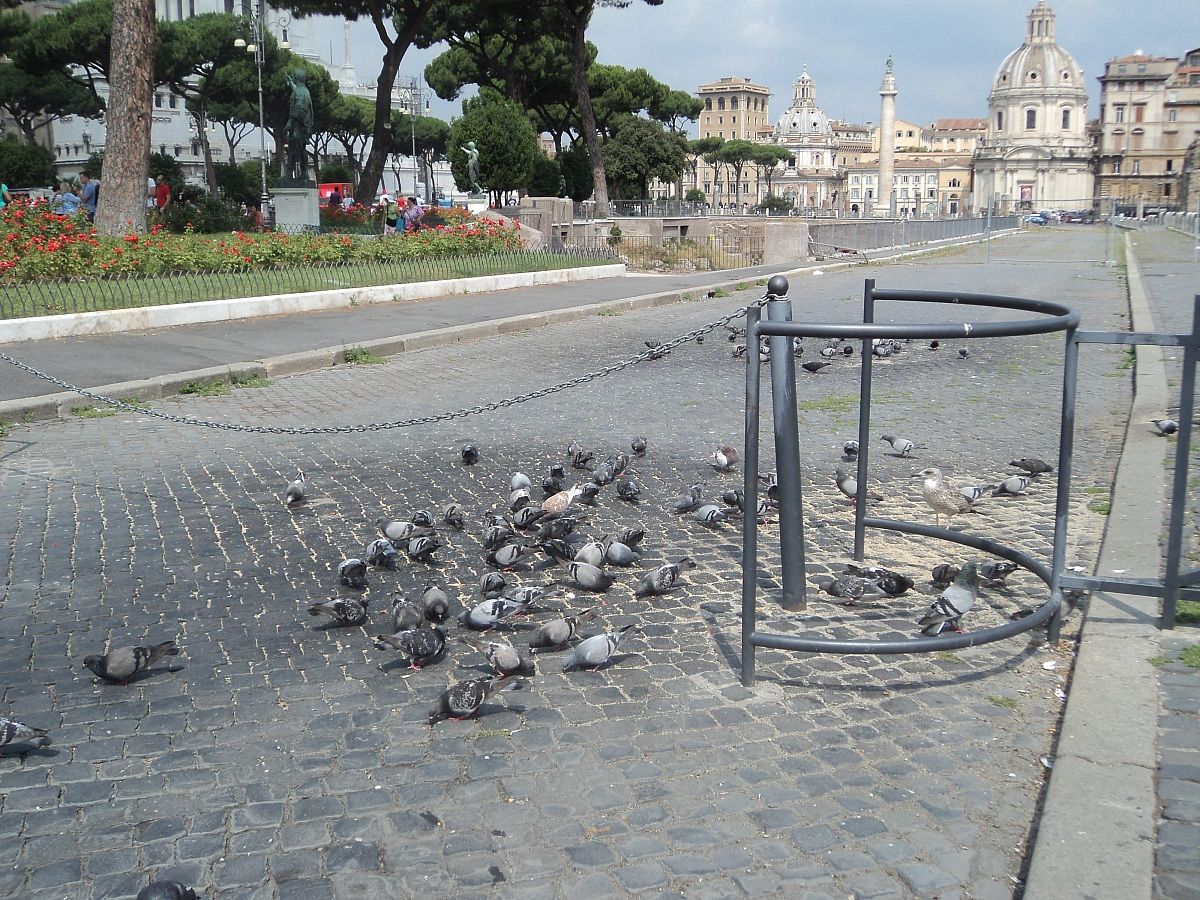 Pigeons at lunch ...