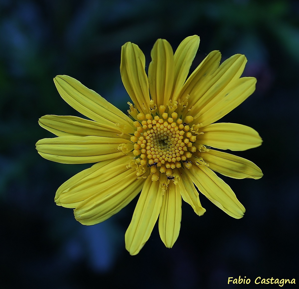 M'ama o non m'ama...