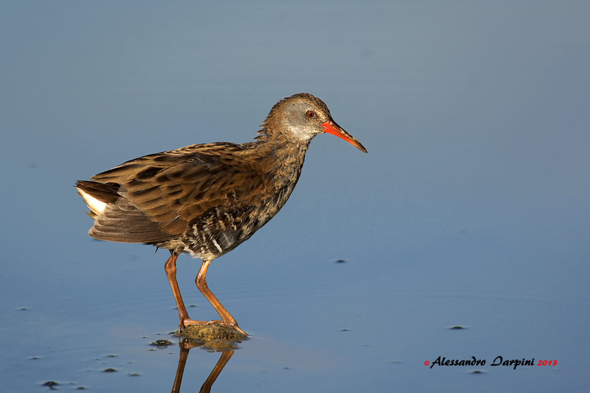 Water Rail