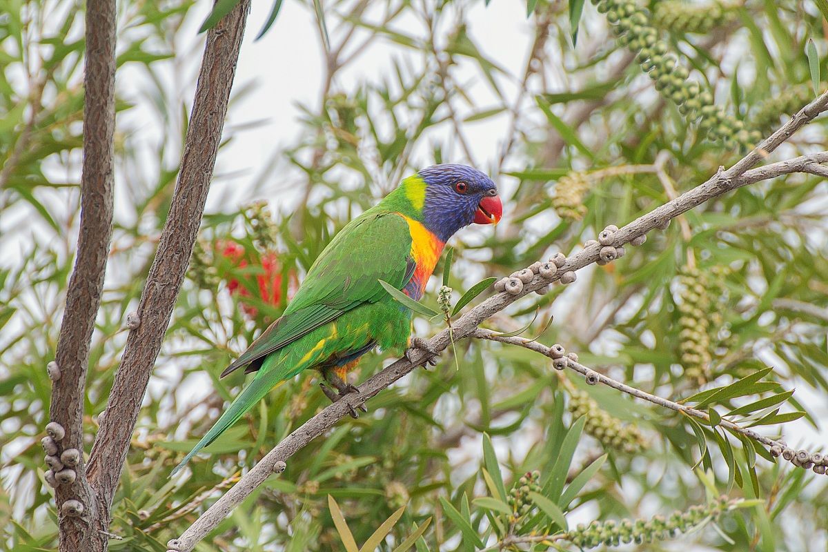 Orecchietto arcobaleno