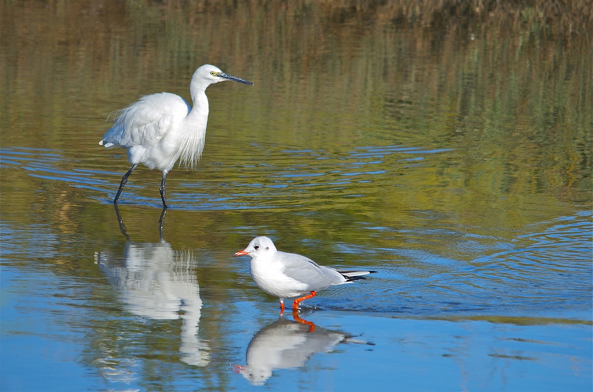 La garzetta e la gabbianella - acquerello