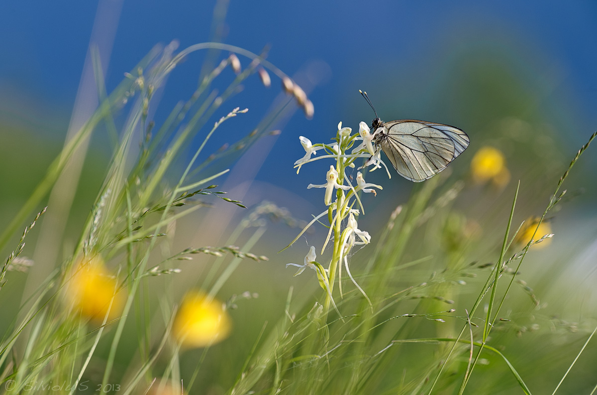 Aporia crataegi su Platanthera bifolia