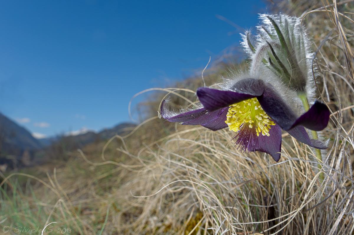 Pulsatilla