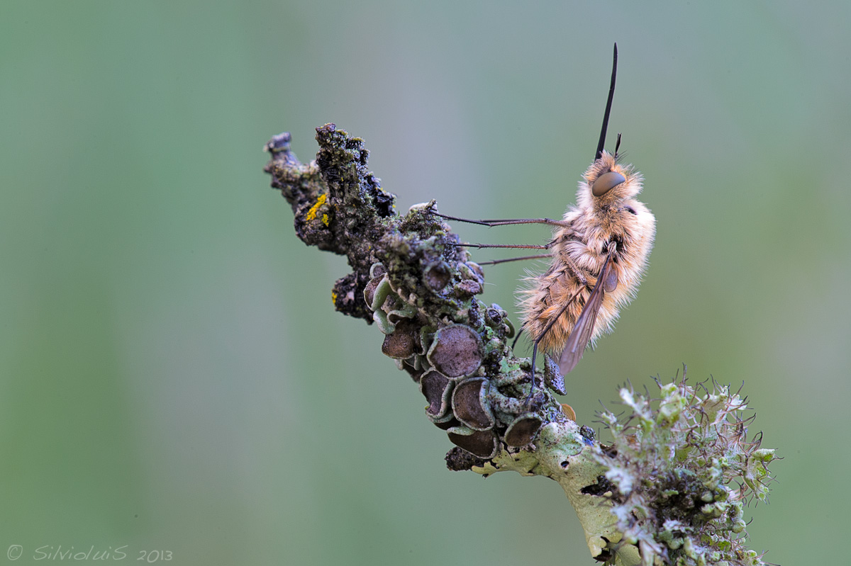 Bombylius Major