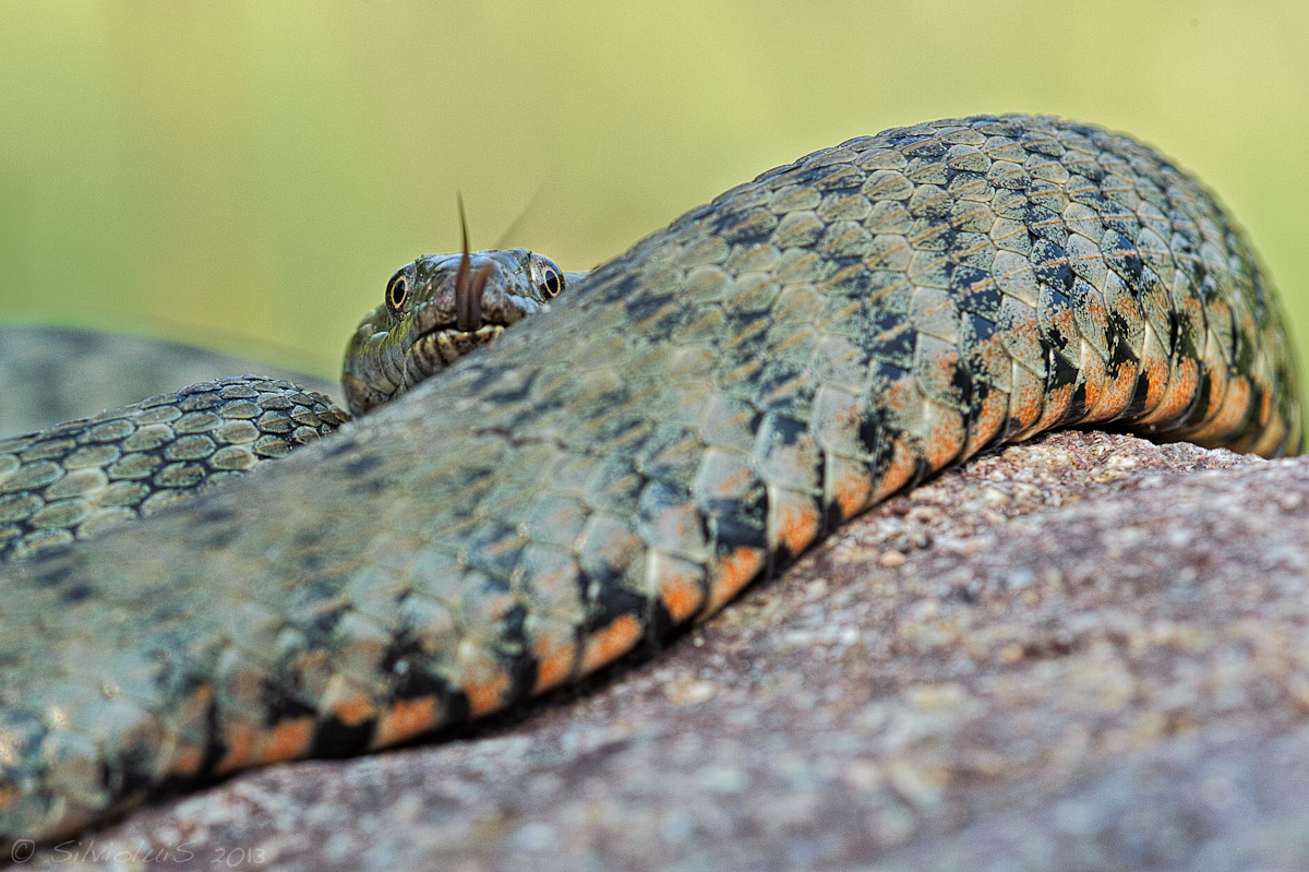 Tessellated snake / Natrix tessellata