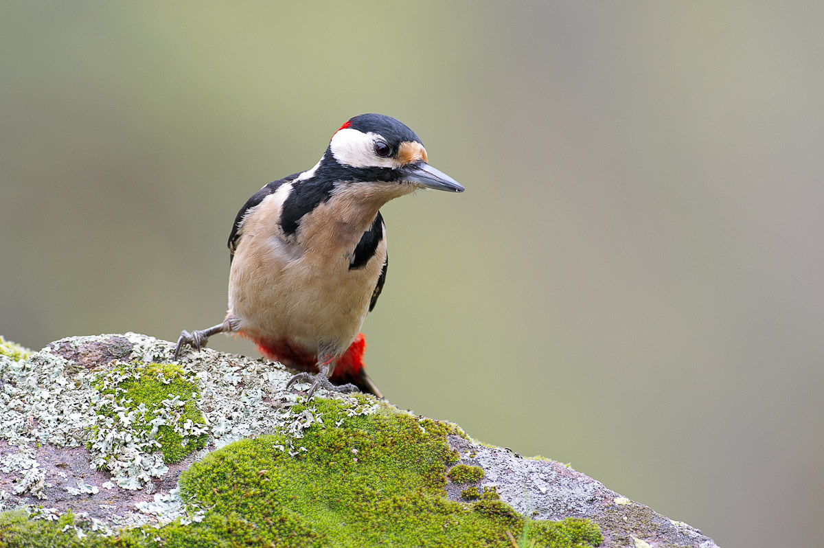 Picchio Rosso Maggiore
