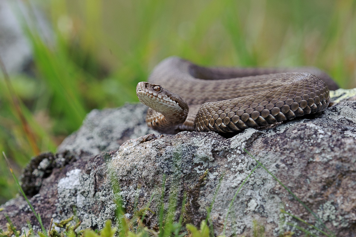 Marasso  vipera berus