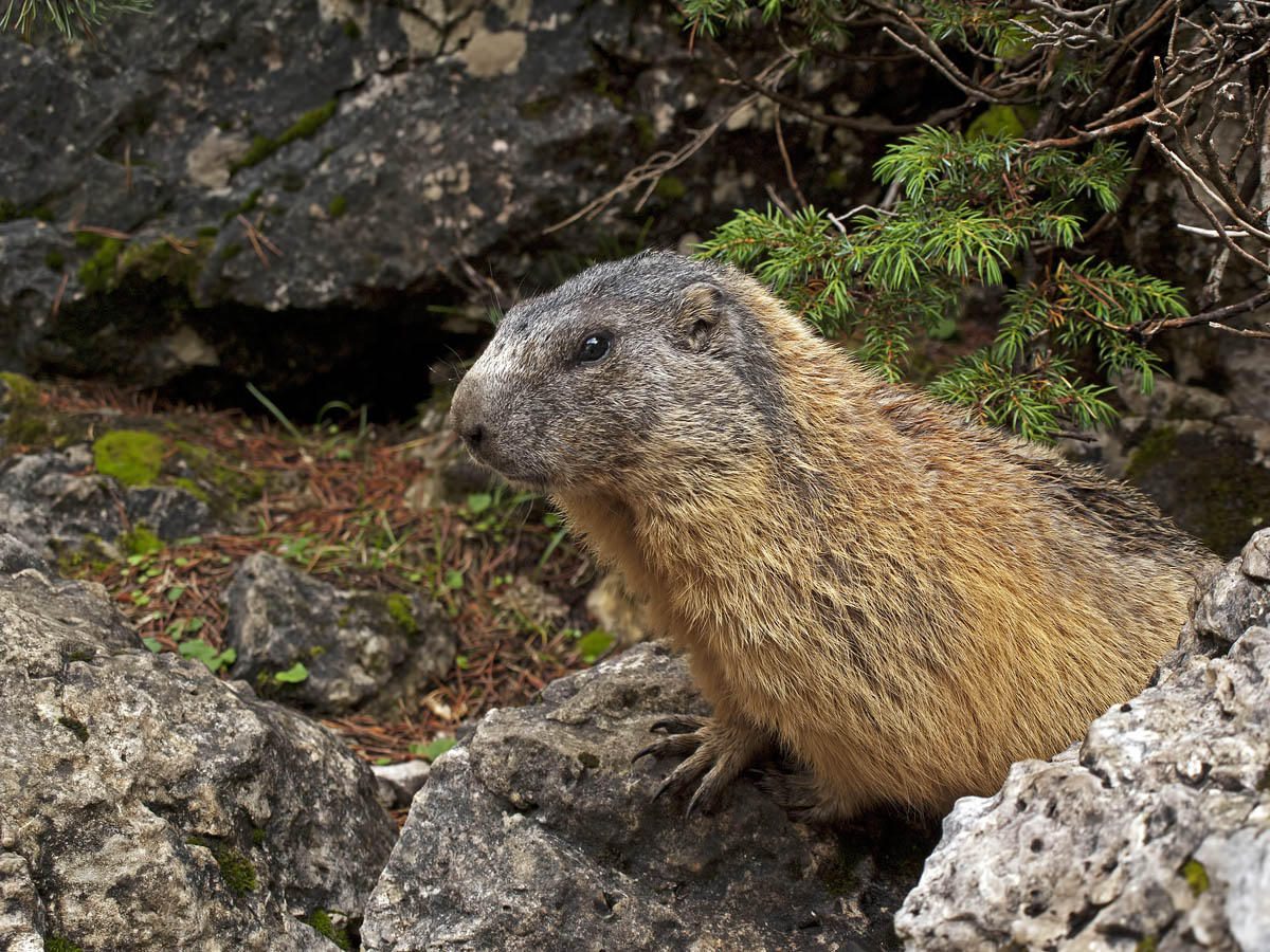 Marmotta - Dolomiti