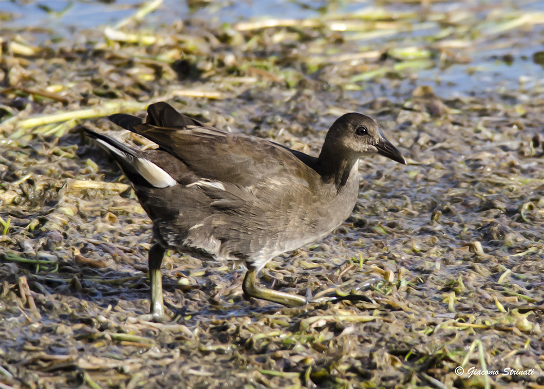 Gallinula chloropus (Linnaeus, 1758)