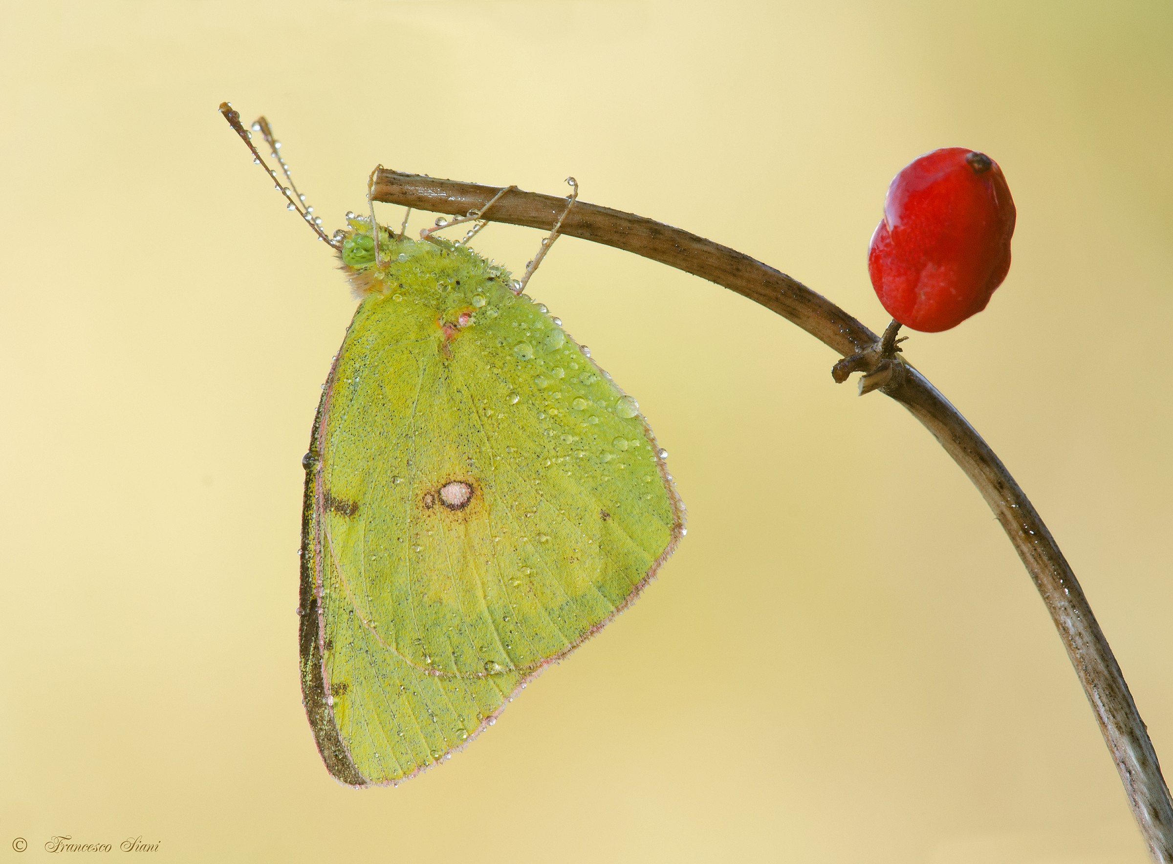 Colias