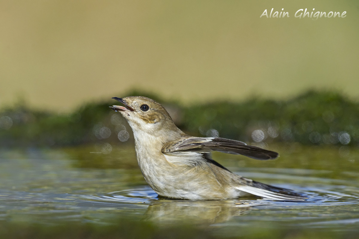 balia nera al bagnetto