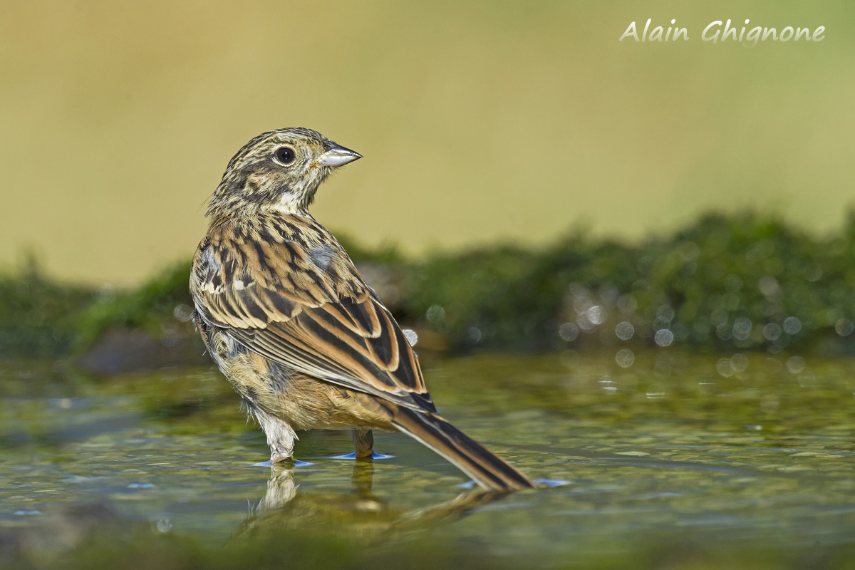 zigolo nero juv a mollo