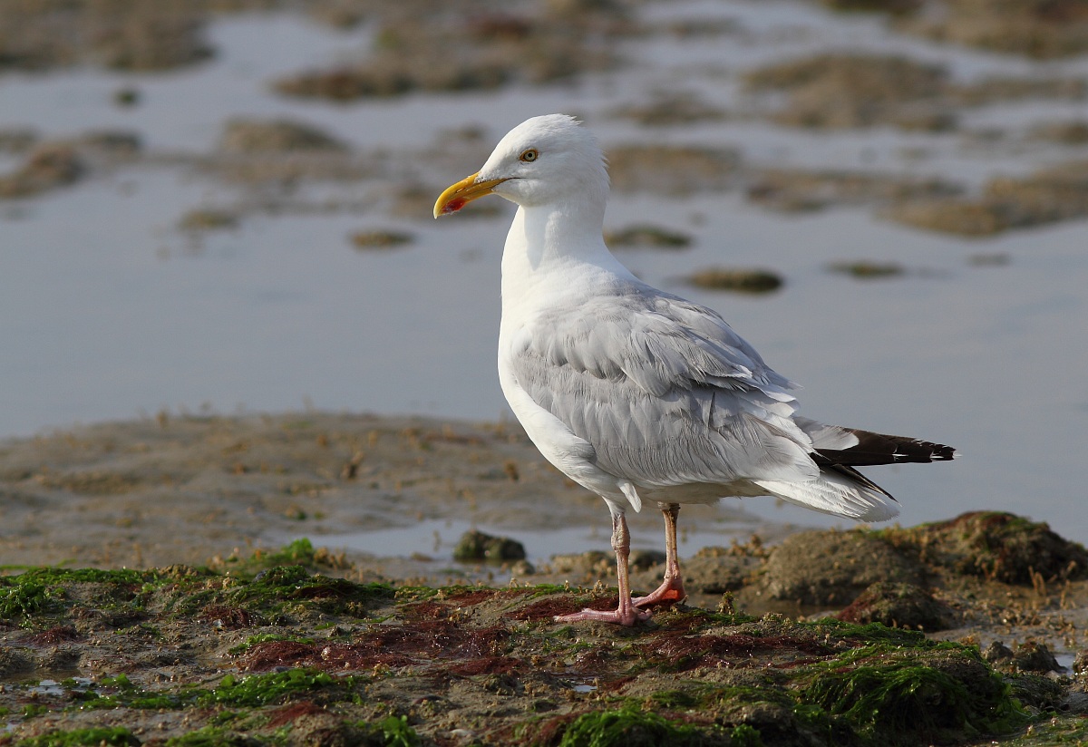 gabbiano reale nordico (Larus argentatus)