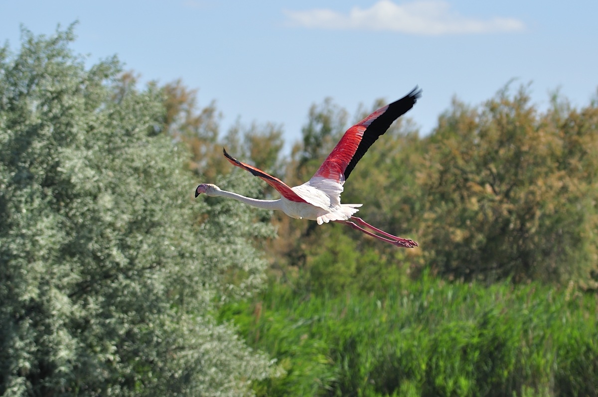 Flamingo in flight