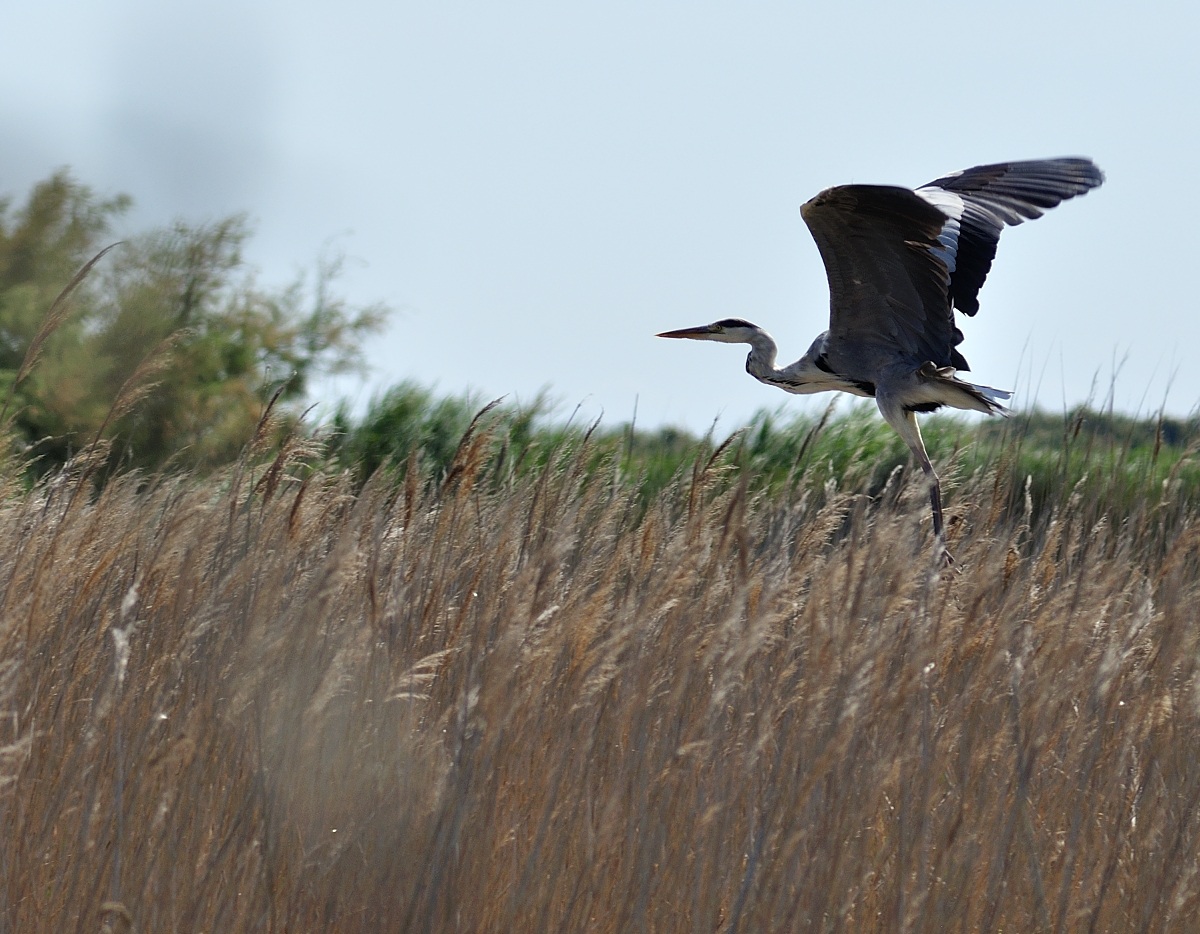 Heron in flight