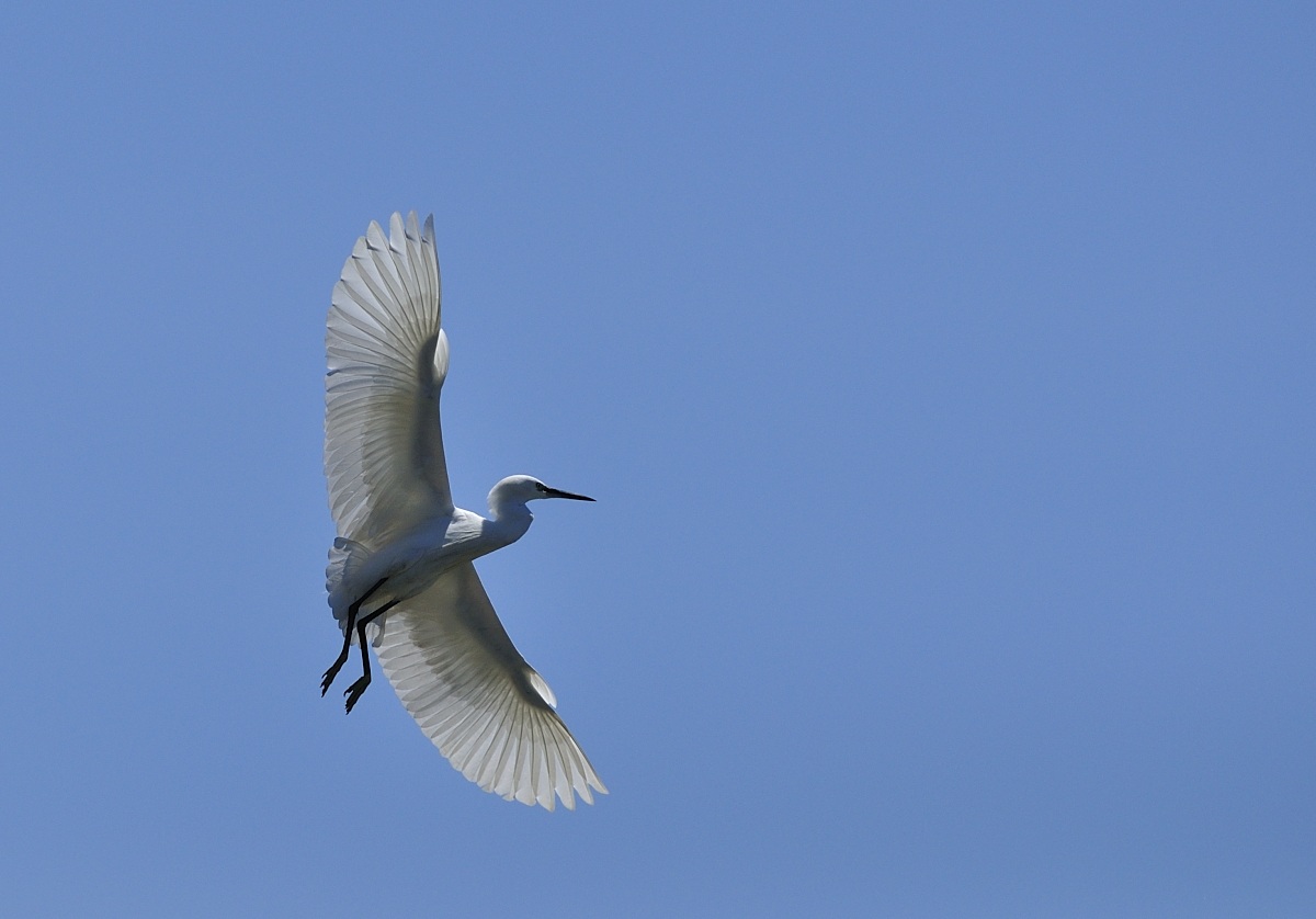 Egret in flight