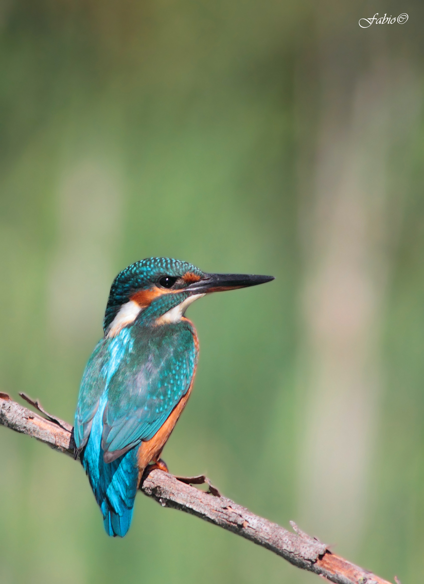 Martin Pescatore (Alcedo atthis)