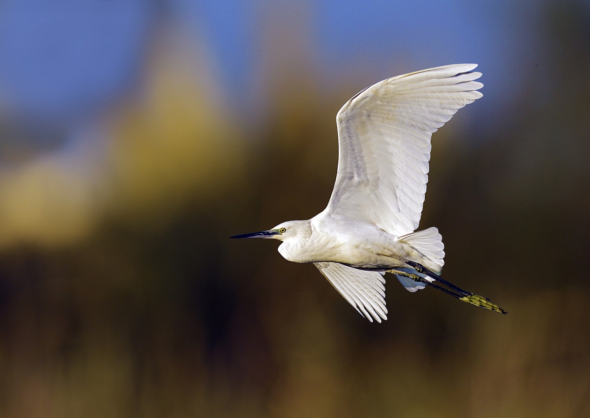 egret evening