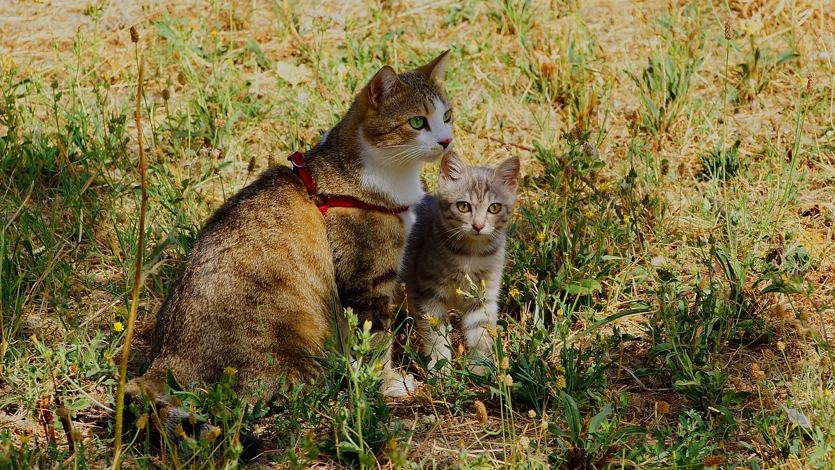 insegnamenti di caccia