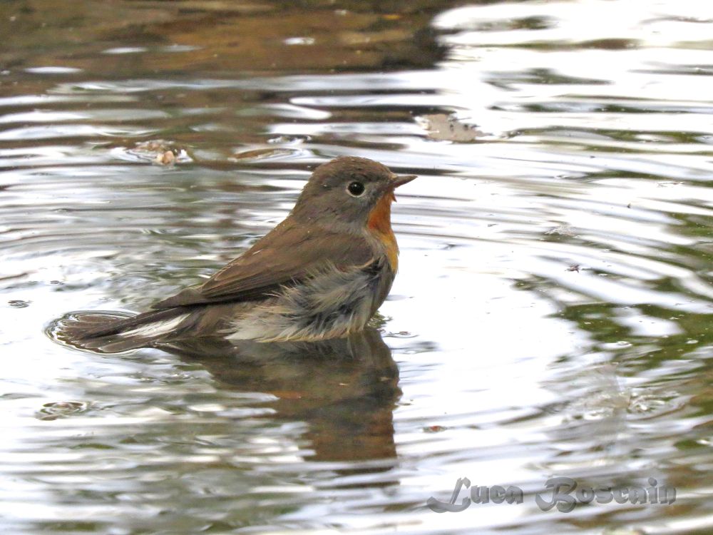 L'inaspettato bagno serale del Pigliamosche pettirosso