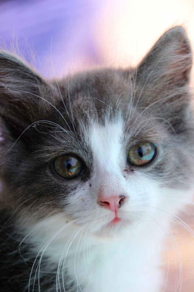 Il Gatto Della Sabina