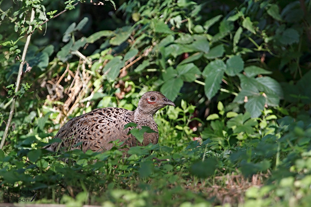 Questa si è salvata!