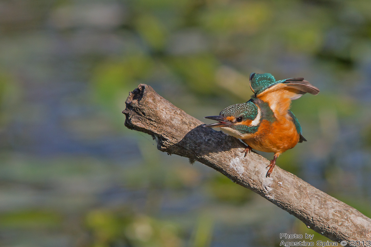 Kingfisher