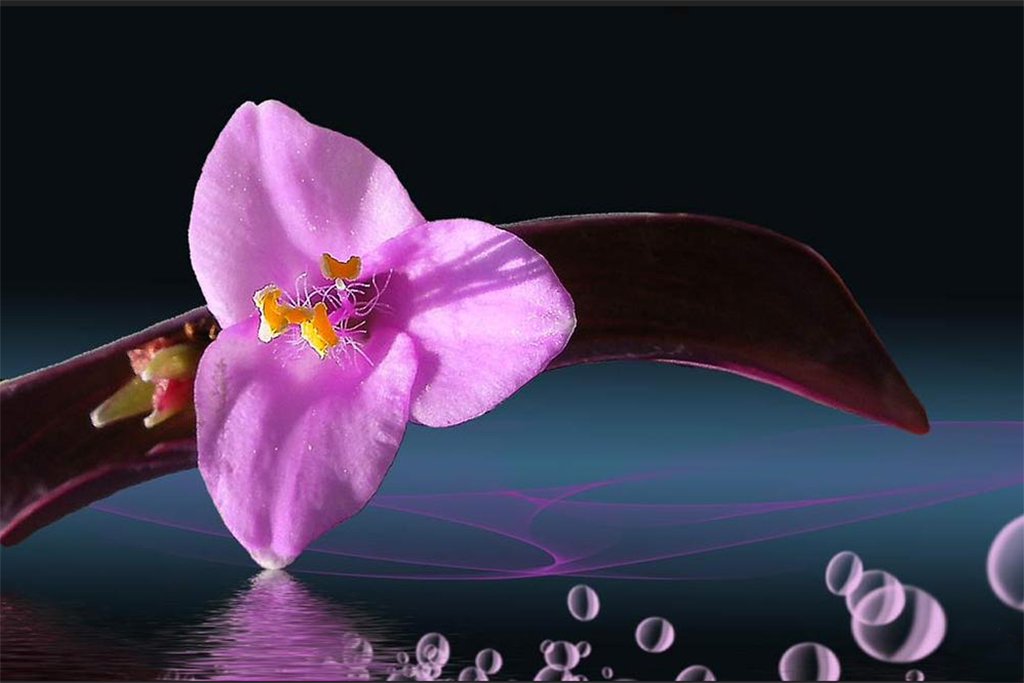 flower of a cactus plant