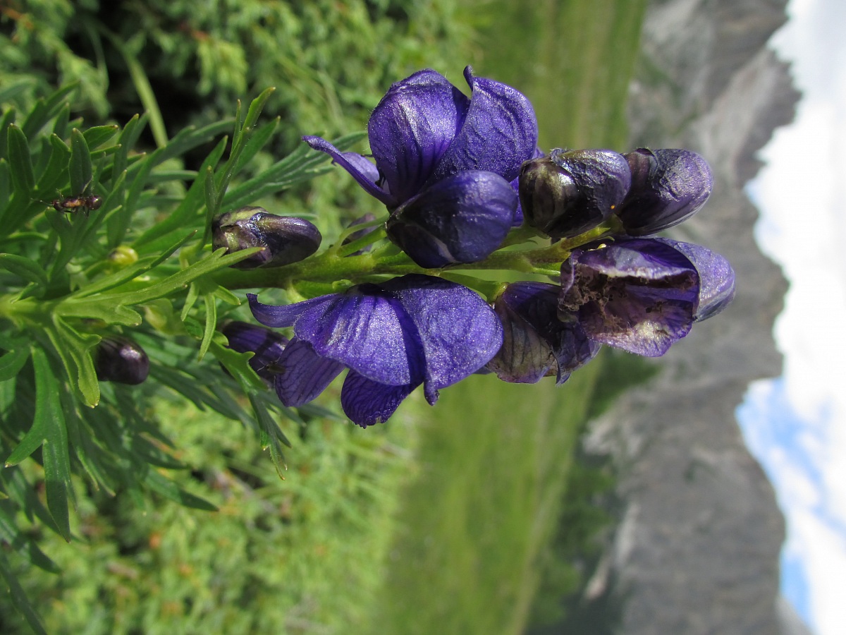 Aconite