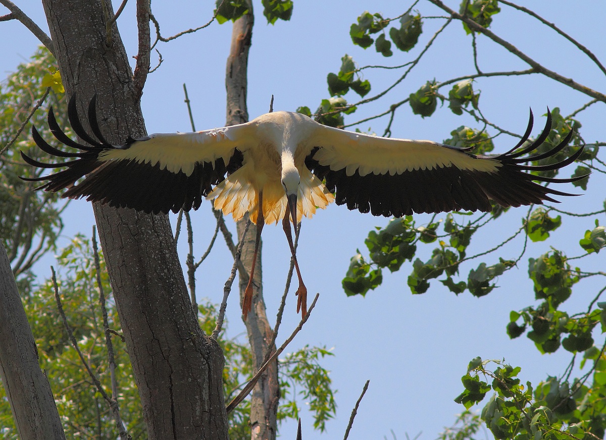 White Stork (Ciconia ciconia)