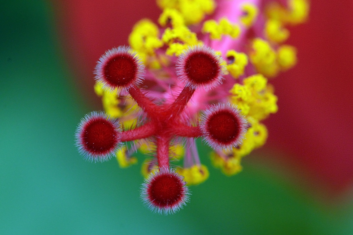 Detail of Hibiscus