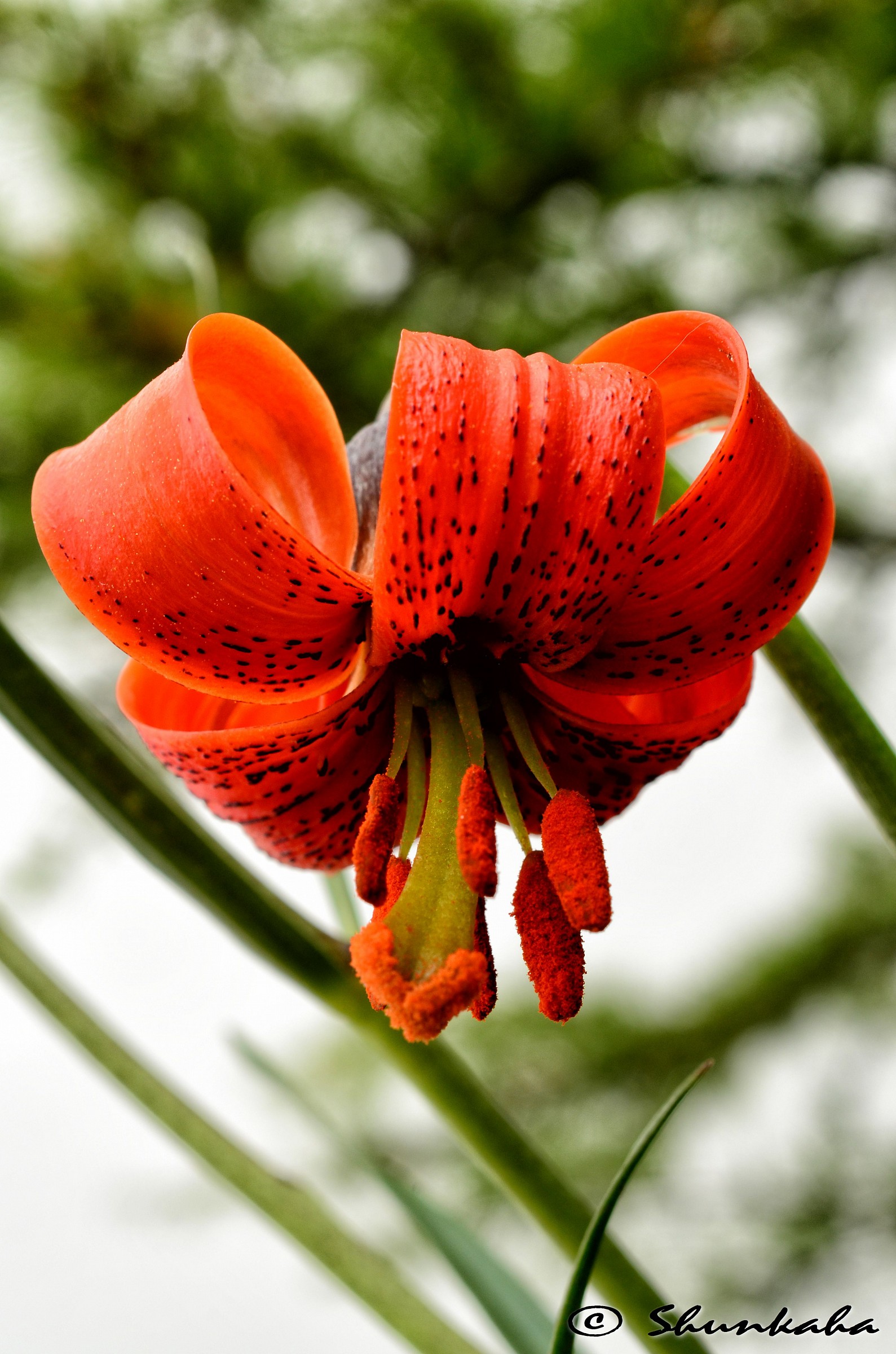 Lilium pomponium