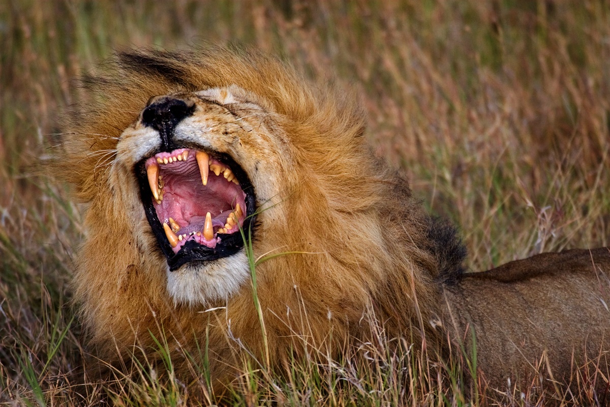 Roarrrrrrrrrrrrrrrrrrrrrrrr