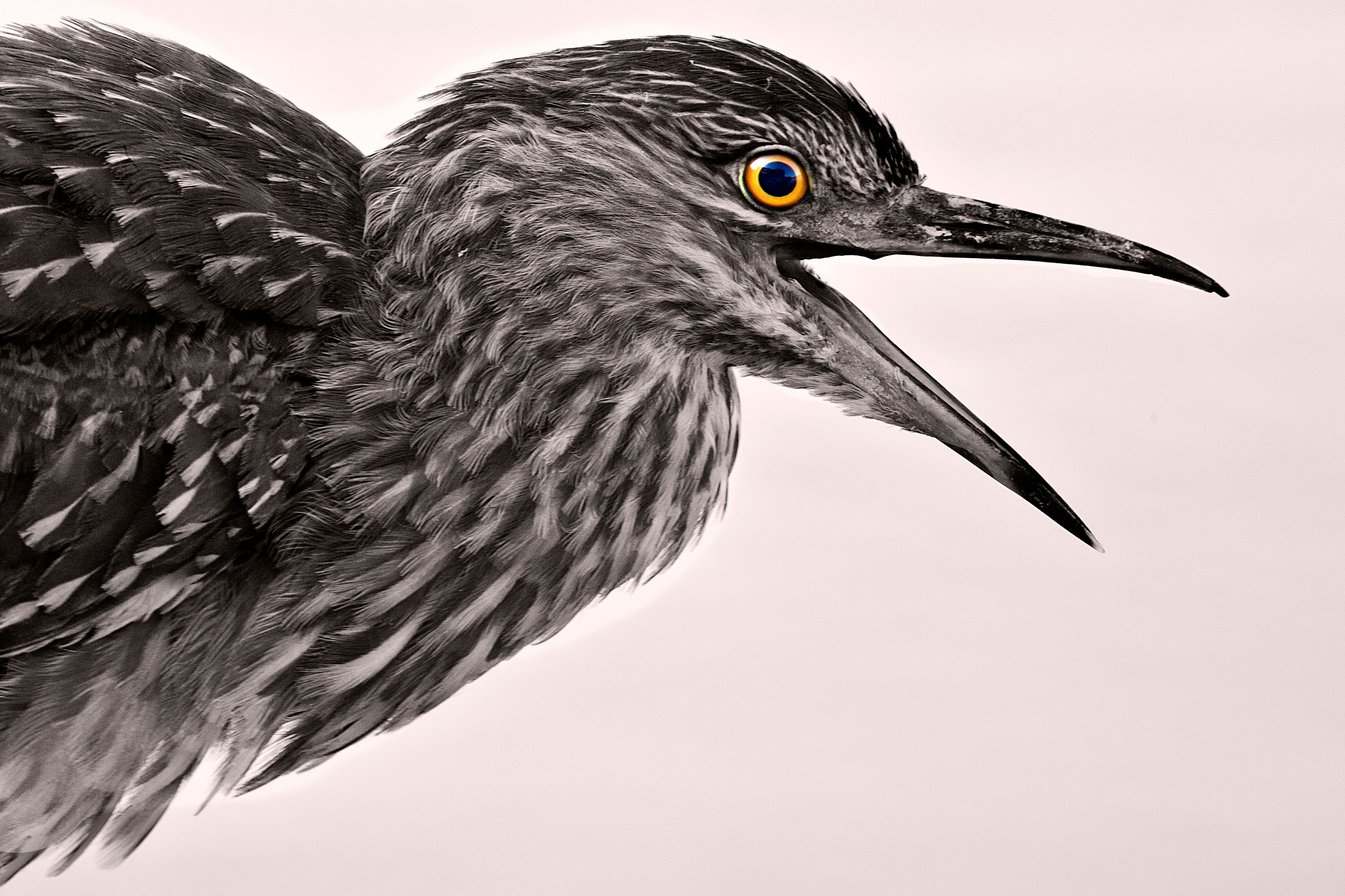 Nitticora arrabbiata